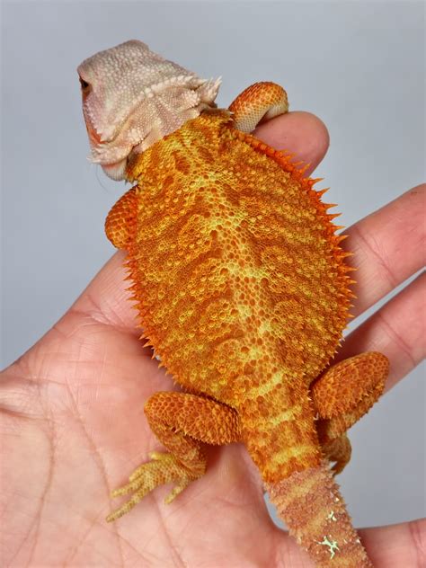 Bright Orange Hypo Translucent 66% Het Zero Central Bearded Dragon by ...