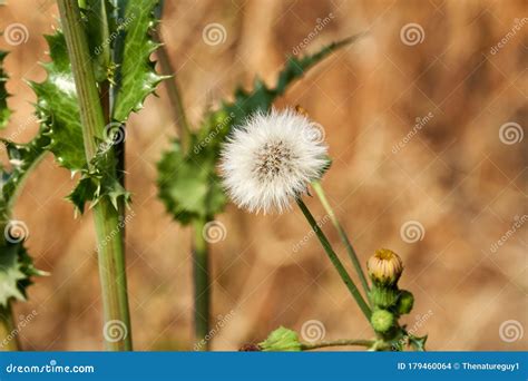 Spiny Sow Thistle White Puff Bloom Sonchus Asper Plant Growing in Texas Stock Photo - Image of ...