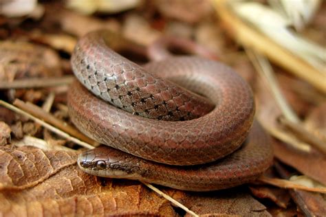 About Sharp Tailed Snakes — Habitat Acquisition Trust