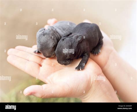 small gray and black newborn blind rabbits lie on the dry grass and on ...