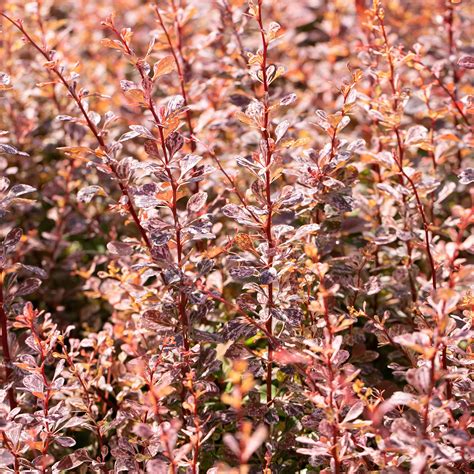 Berberitze 'Rose Glow' - Berberis thunbergii kaufen