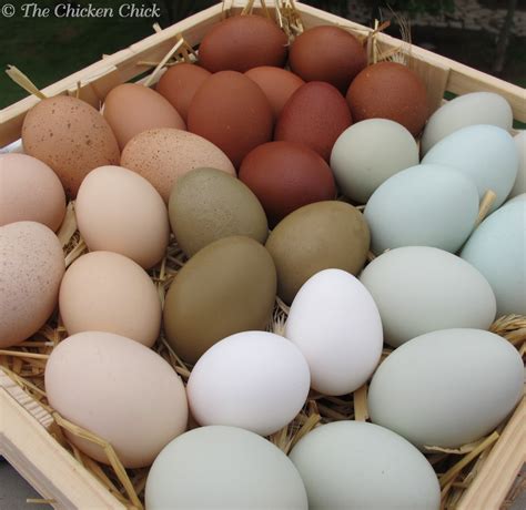 What Is The Best Type Of Eggs at Ruth Madison blog