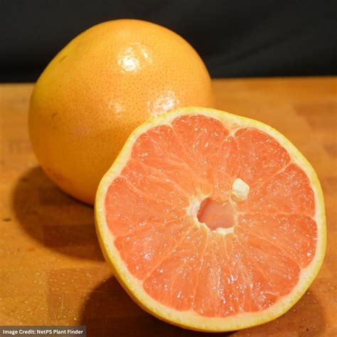 Grapefruit - Ruby Red - #2 Container | Mahoney's Garden Center