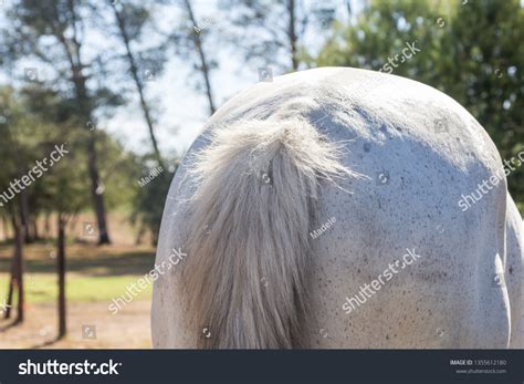 82 imagens de Horse rear end tail Imagens, fotos stock e vetores ...