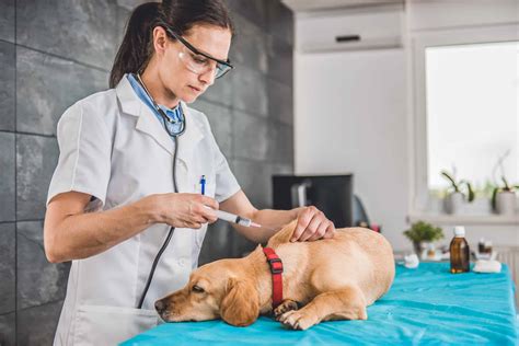 Dog Owner's Guide to DHLPP & DHPP Vaccination (DISTEMPER VACCINE)