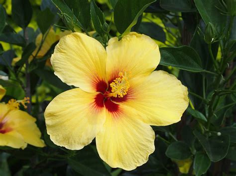 The official Hawaii State flower is the yellow hibiscus (hibiscus ...