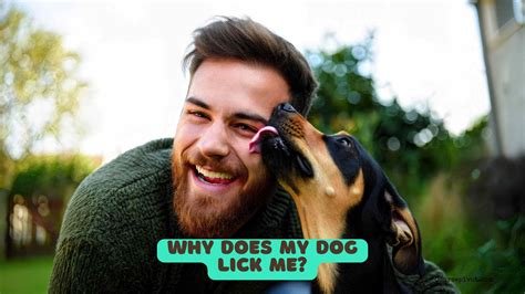 Why Does My Dog Randomly Lick Me | Detroit Chinatown