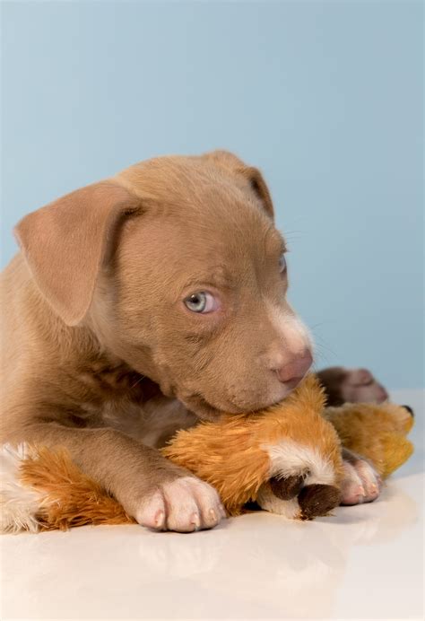 Chocolate Lab Pitbull Mix - What is it like to have a Pit Bull-Labrador ...
