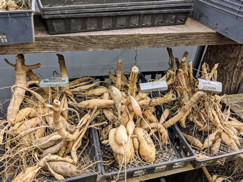 Storing Dahlia Tubers for Winter - The Martha Stewart Blog
