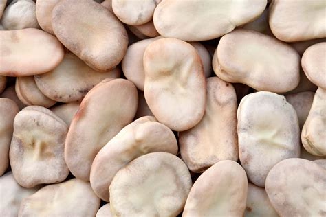 What Do Broad Bean Seeds Look Like at Gabrielle Pillinger blog