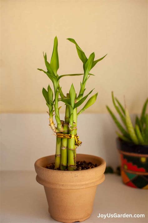 Lucky Bamboo In Water: 26 Growing Tips (2026 Guide)