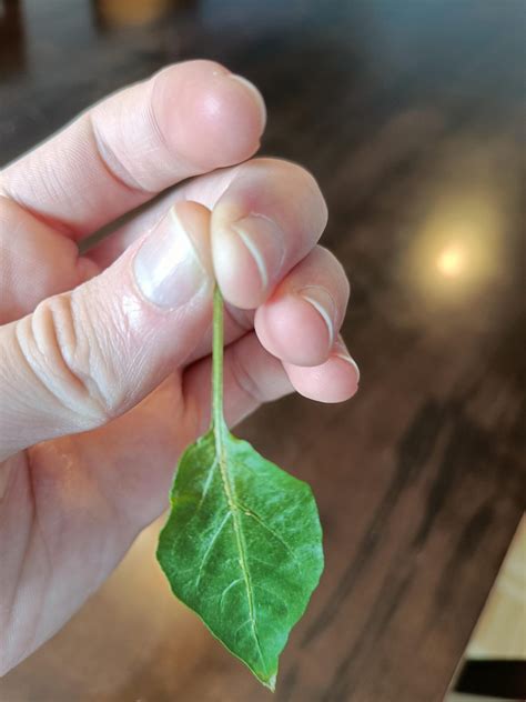 Small yellow bugs in the middle of leaves - Chili Chili