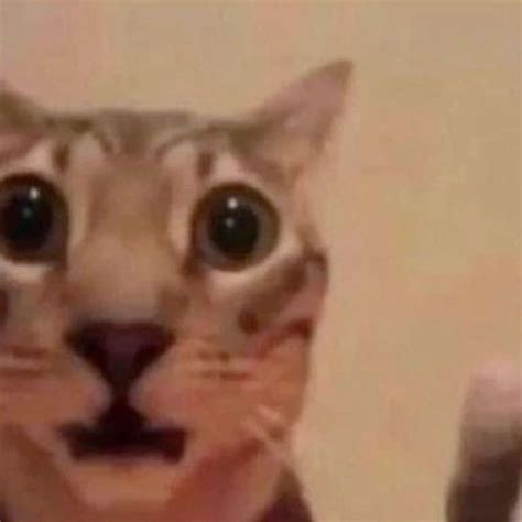 cat 😔 | Cat memes, Funny cats, Reaction pictures