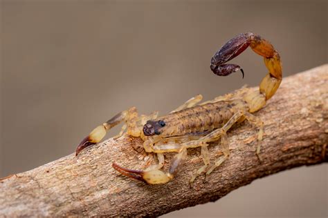 Scorpion Stinging Insect Scorpion's Sting EMRA
