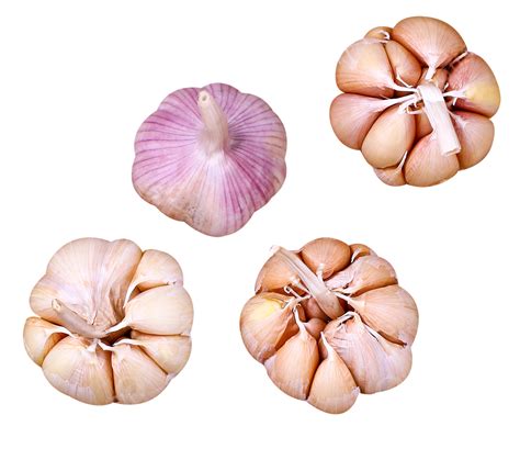 What Is Ajo In English at Joseph Heil blog