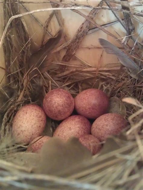 Science Spotlight: Snag that Snag — Edmonton & Area Land Trust