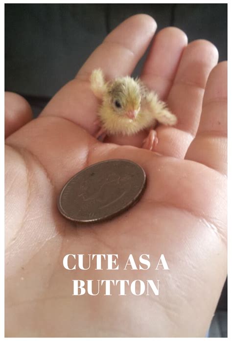 Button Quail Chicken