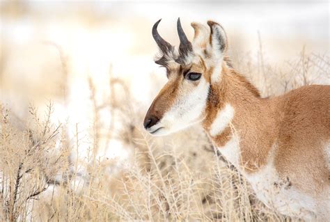 Pronghorn by Kim Clune | Good Nature Travel Blog