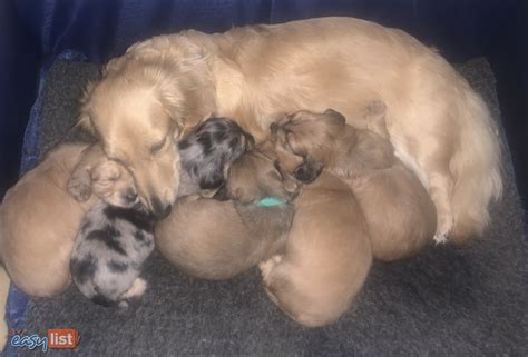 10 Dachshund Puppies in New South Wales