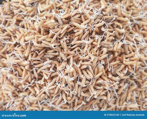 Germinated Rice Seeds Ready To Be Sown or Planted Stock Photo - Image ...