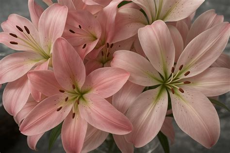 pink lilies desktop wallpaper in 2025 | Pink wallpaper laptop, Flower ...