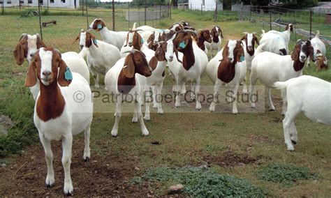 About Patriot Boer Goats | Patriot Boer Goat StudPatriot Boer Goat Stud ...