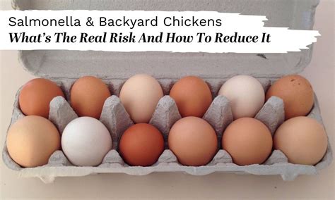 Backyard Chickens, Eggs and Salmonella: Are You at Risk? — chickencoach