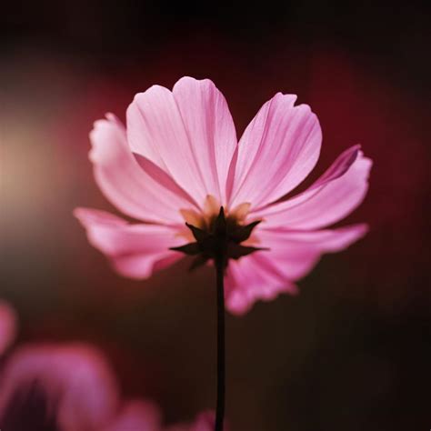 Cosmos flower meaning. Find out what this plant symbolizes
