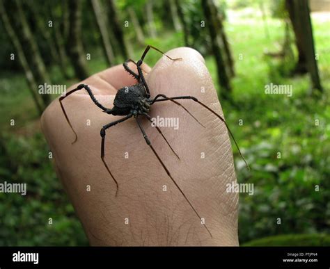 Largest Daddy Long Legs