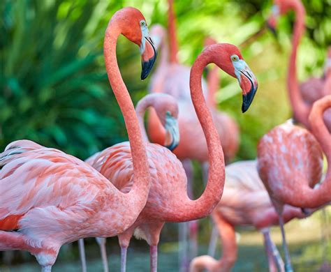 Flamingos are big lovely wading birds - MyStart