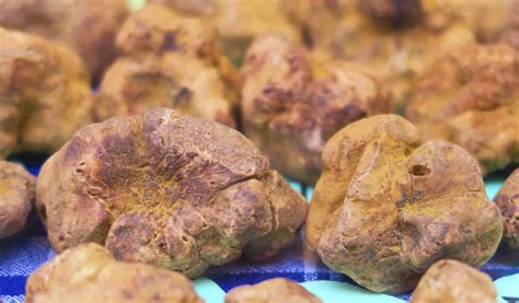 Are Truffles Mushrooms? Everything You Should Know - A-Z Animals