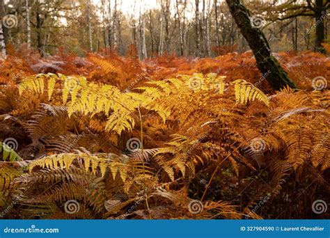 Bracken, Brake or Eagle Fern (Pteridium Aquilinum) is a Species of Fern ...