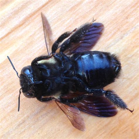 What Do A Carpenter Bee Look Like at Waldo Ross blog
