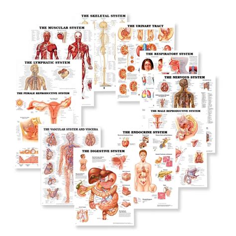 Anatomy Of Human Body
