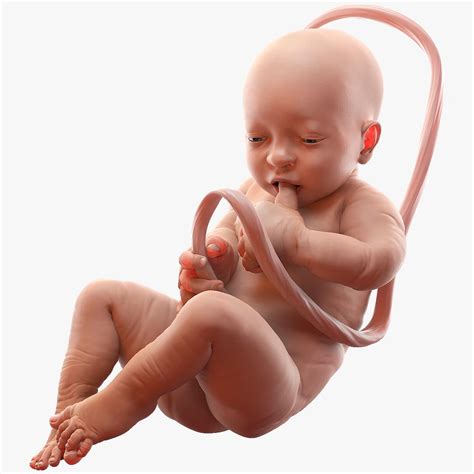 Baby Boy at 38 Weeks 3D Model $99 - .3ds .blend .c4d .fbx .max .ma .lxo ...