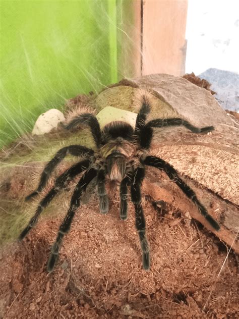 This is Spooder, he is a B. albo male who matured about 3 days ago ...