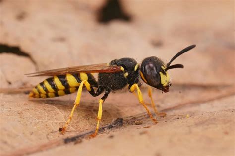 Why Do Wasps Even Exist? Discover Their Purpose in the Environment - A ...