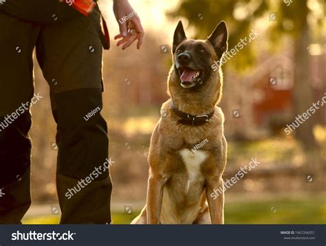 Working Police K9 Images: Browse 1,554 Stock Photos & Vectors Free ...