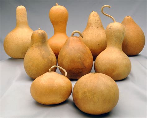 Hard Shell Gourd Varieties Growing, Harvesting, And Curing Ornamental