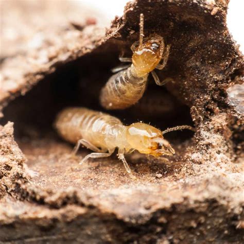 Does Wood Mulch Attract Termites? Essential Facts Revealed