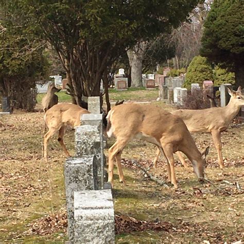 Deer in Park Lawn Cemetery: Bonnie Horne | Miles Hearn