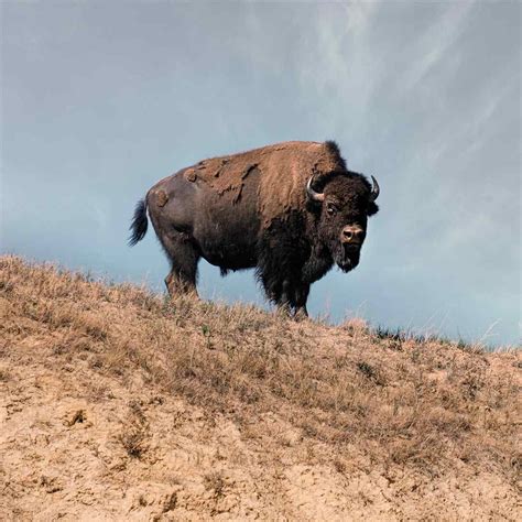 Exploring State Animals: Discover Fascinating State Mammal Facts – 50states