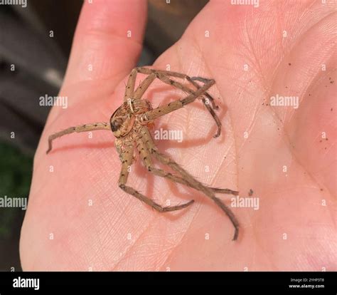 Pantropical Huntsman Spider (Heteropoda venatoria Stock Photo - Alamy