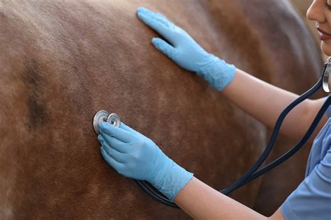 Why Do Horses Colic? Causes, Symptoms, Treatment, and Prevention - A-Z ...