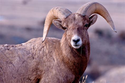 6 Horned Sheep Bighorn Sheep Wikipedia