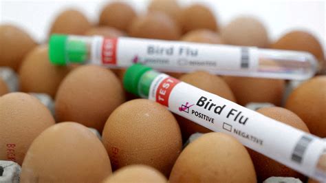 Bird flu kills man, 59, in Mexico after he became first person to ...