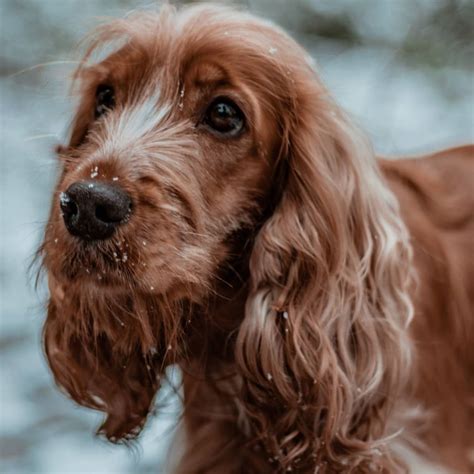 What Causes Ear Yeast Infections In Dogs