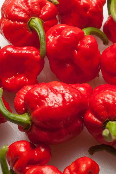 Trinidad Moruga Scorpion Pepper: All About It - Chili Pepper Madness