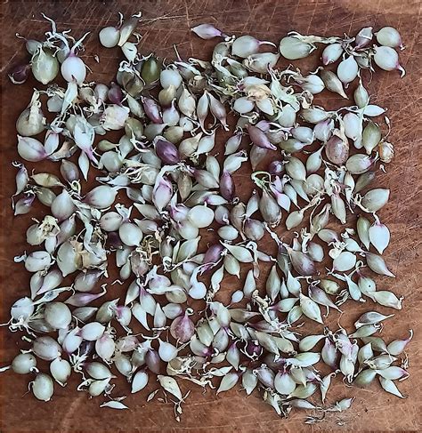 Garlic 'Ivan Maridalen 1' - Bi-O