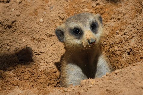 Philadelphia Zoo meerkats die, suspected dye poisoning | blooloop